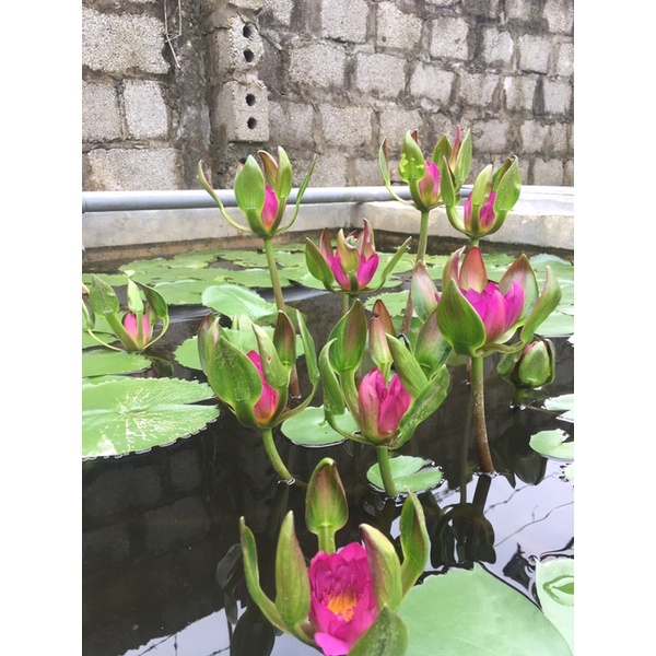 hai cây giống hoa súng đài hồng