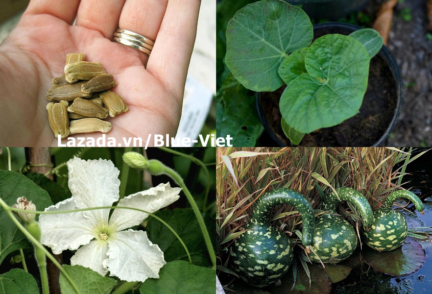 Hạt giống Bầu hồ lô thiên nga