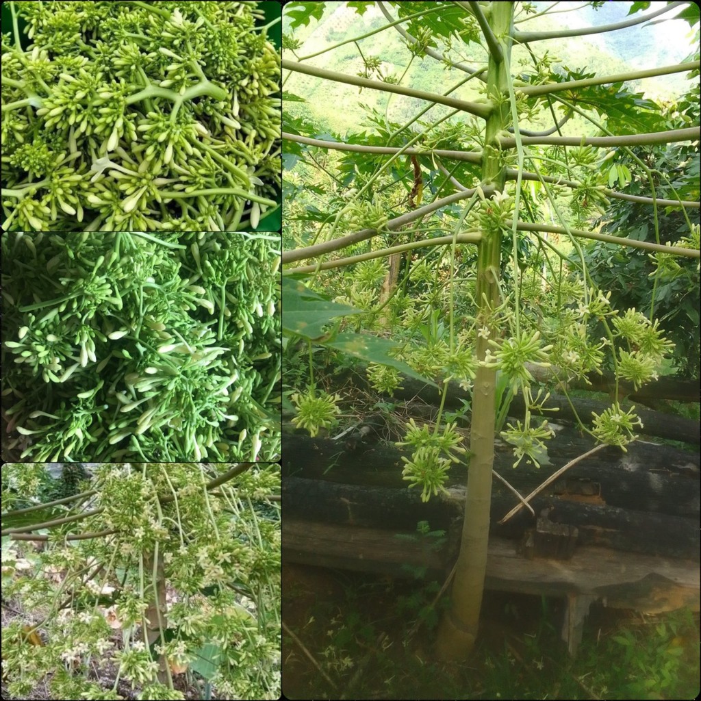 Hạt giống cây đu đủ đực siêu bông-gói 10 hạt