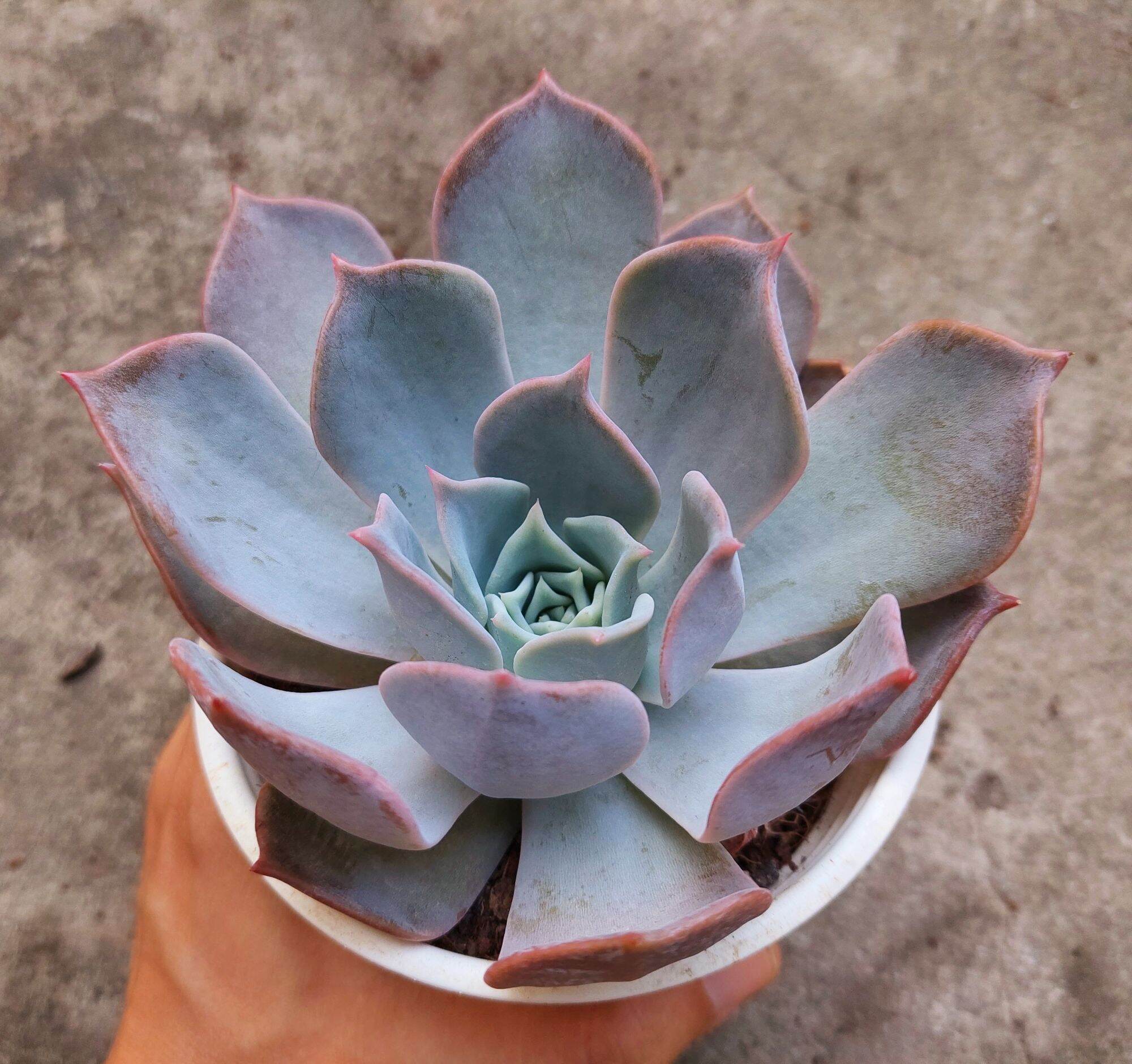 Sen đá HỒNG ĐIỆU size trung 8-10 cm
