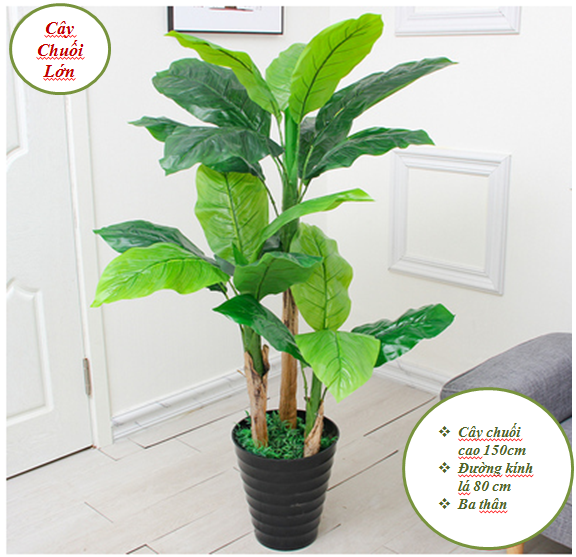 Cây Chuối Lớn Cảnh