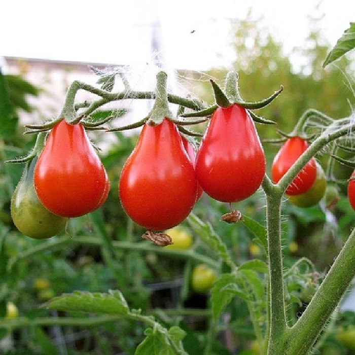 Hạt giống cà chua chùm lê đỏ (Nội địa Trung). 2 gr/gói