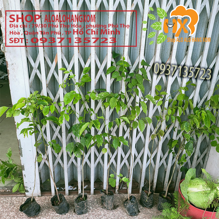 Combo 5 cây giáng hương cây giống