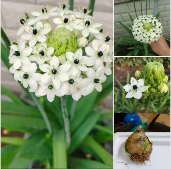 Củ giống hoa thiên nga mắt ngọc - 1 củ hoa