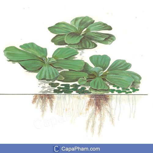 BÈO CÁI TO, bèo tai tượng (phù bình)
