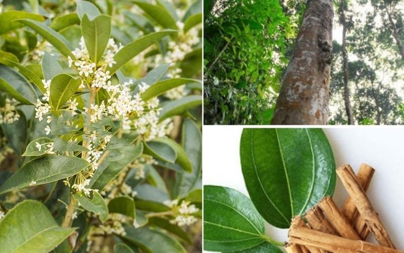 com bo 10 cây quế giống ( mua 10 cây tăng 1 cây )