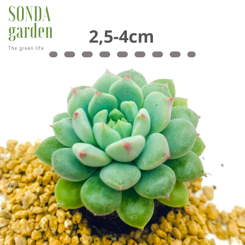 SEN ĐÁ DÙ XANH SIZE MINI SIÊU KHỎE ĐẸP LỖI 1 ĐỔI 1