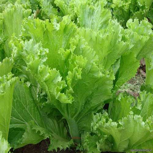 Hạt giống rau Cải Bẹ Mào Gà (Cải Bẹ Dún) 20 gram