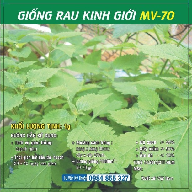 [SALE] Hạt giống rau Kinh Giới MV - 70 - HGVT1