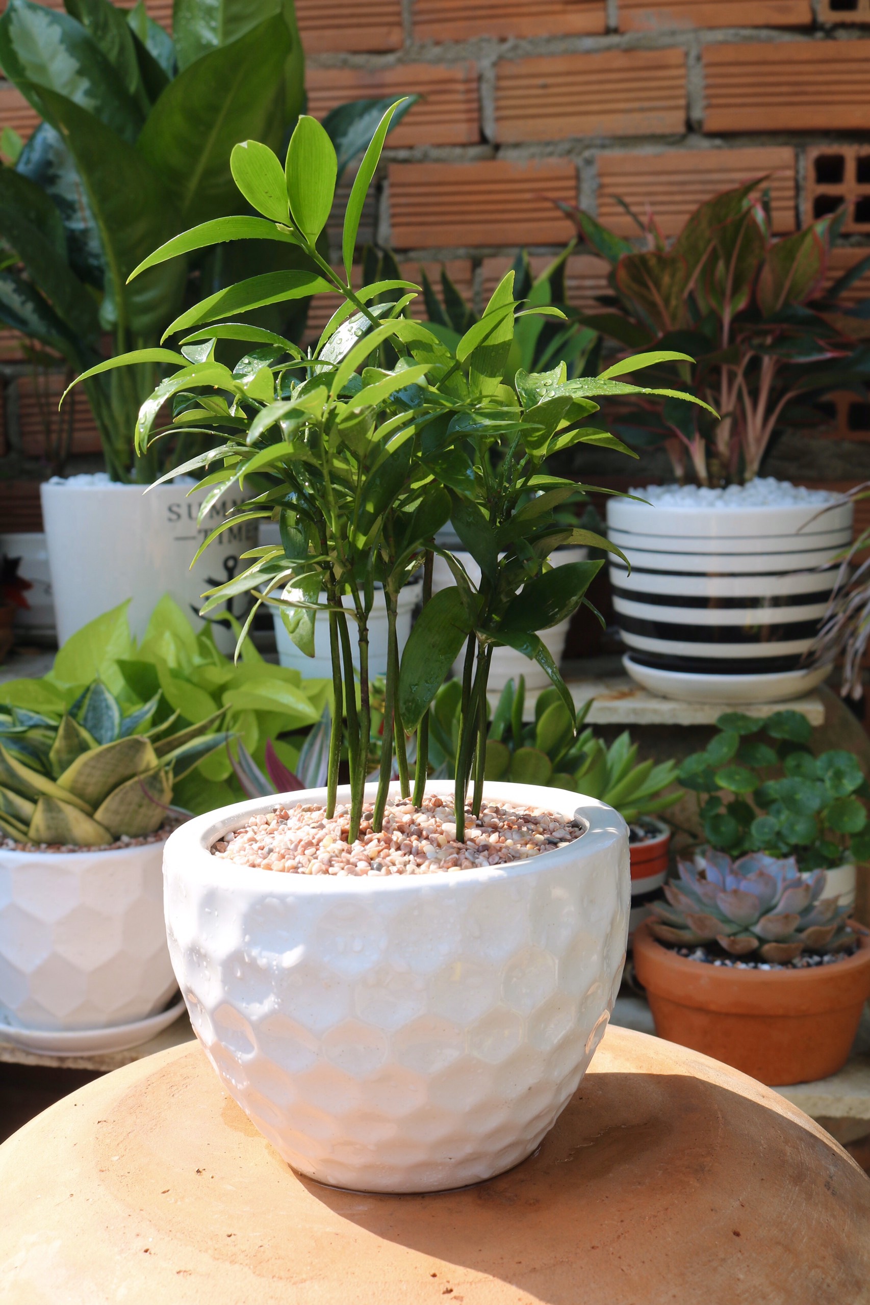 Chậu sứ cây Hạnh Phúc