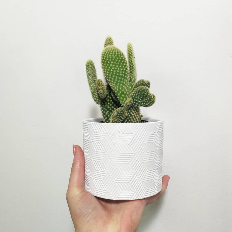 XR tai thỏ size bầu xuất vườn đà lạt