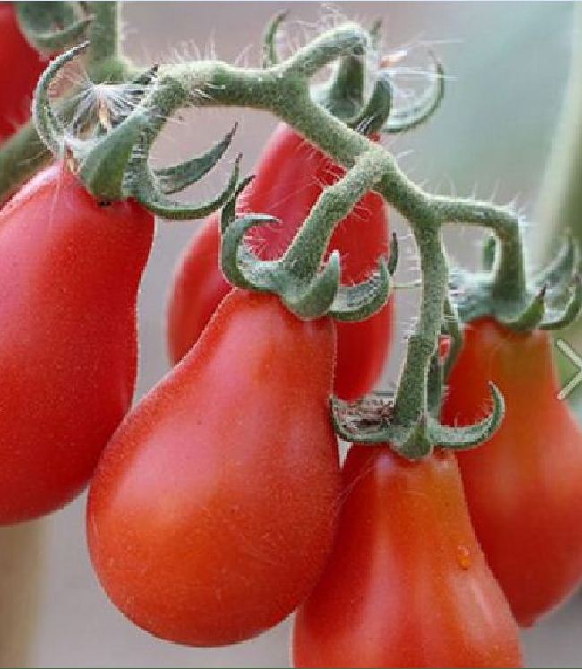 Hạt giống cà chua quả lê đỏ - Gói 30 Hạt