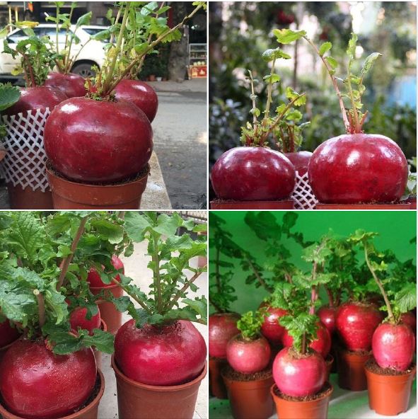 Hạt giống củ cải đỏ khổng lồ ( củ cải thần tài ) 10 hạt/gói