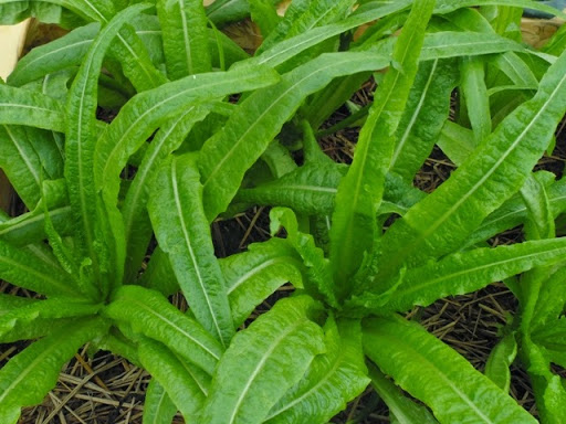 Hạt giống rau Diếp Thơm