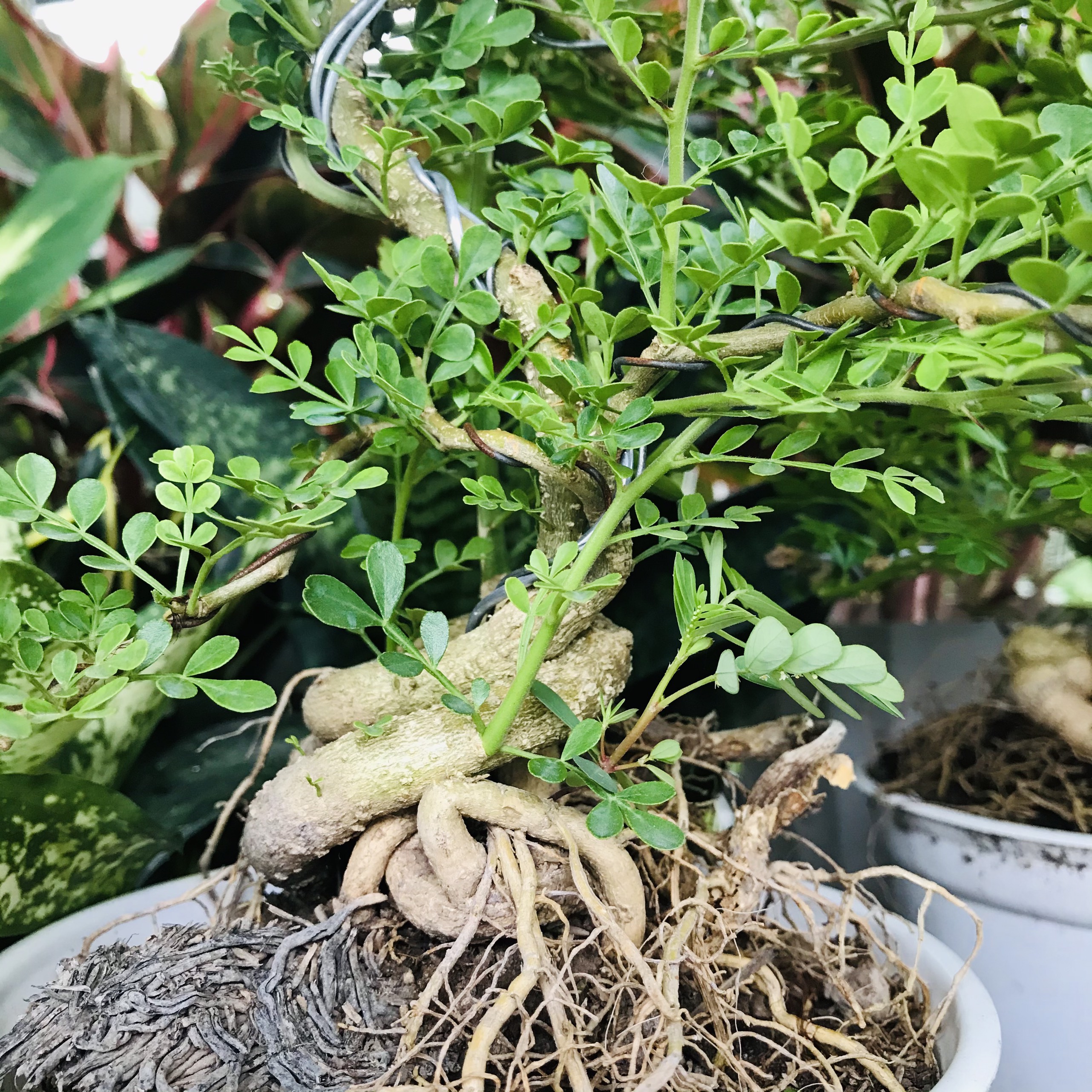 Cây cần thăng bonsai, cần thăng cây cảnh bon sai 14