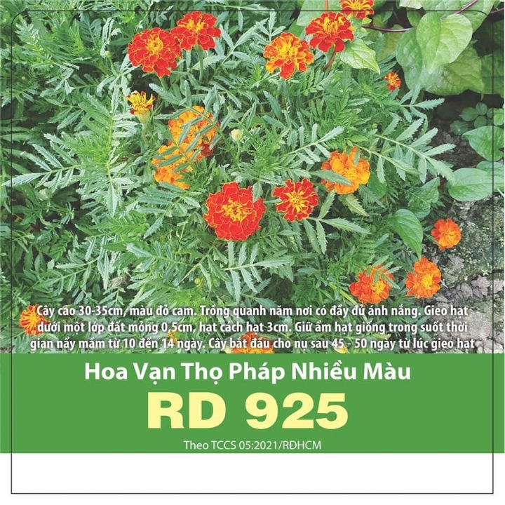 Hạt giống Vạn thọ pháp nhiều màu(0.1g)