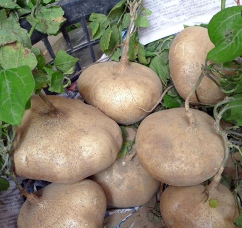 20 Hạt giống Củ đậu