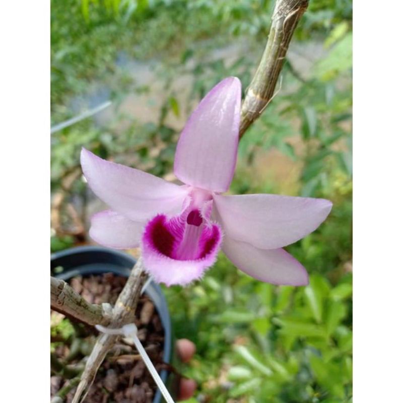 Cây giống hoa lan Tím Tuyên Quang