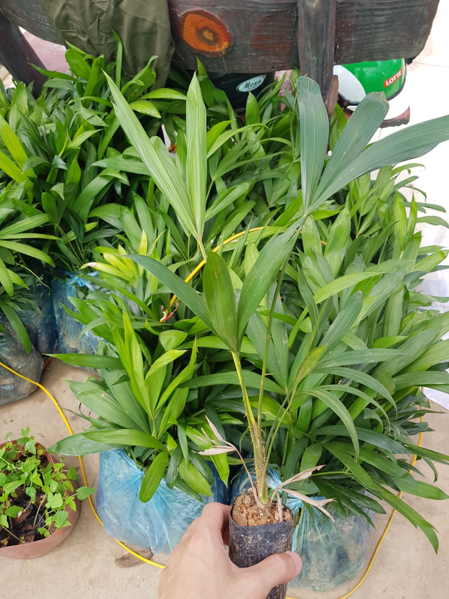 COMBO 4 cây mây giống ( tặng kèm 1 cây )