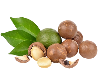 5kg Hạt macca sấy Lâm Đồng