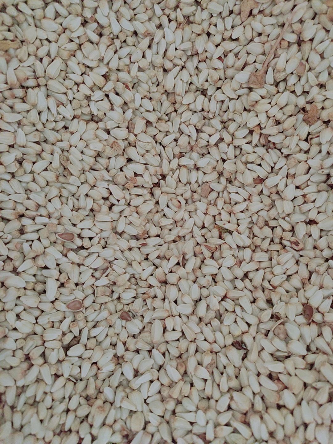 Hạt Kham - Thức ăn cho hamster, sóc, gặm nhấm,thú cưng (100GR)