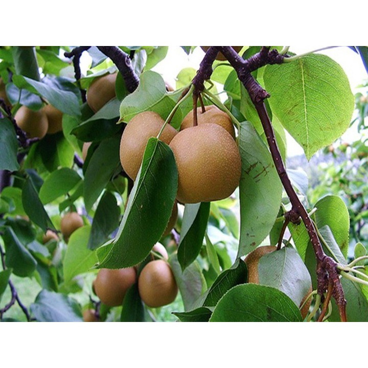 Sản Phẩm Cây lê nâu + tặng phân thỏ hữu cơ