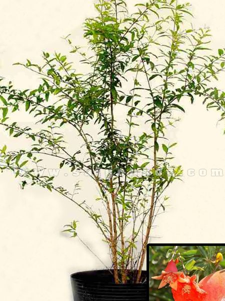 CÂY GIỐNG LỰU ĐỎ CAO SẢN [ RUỘT ĐỎ, SIÊU SỚM ]