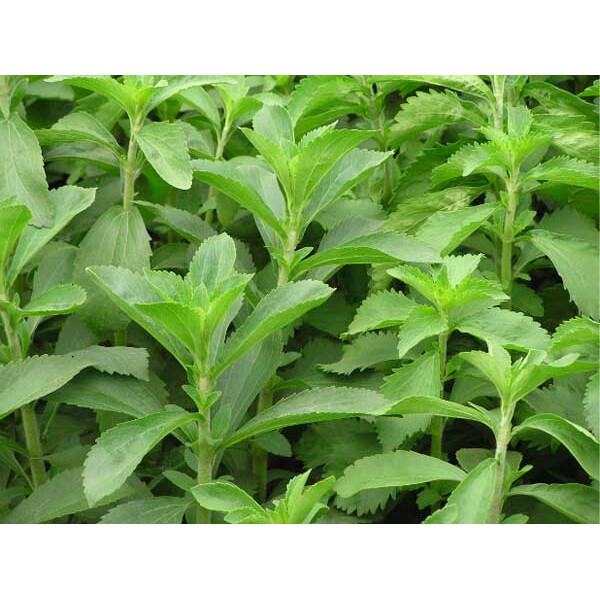 100gr Trà Cỏ Ngọt Khô- Sấy Lạnh