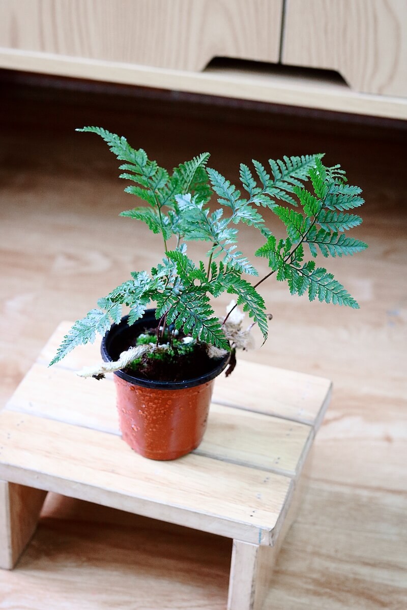 Chậu cây Davallia tyermanii (Rabbit Foot’s Fern) – Dương Xỉ Chân Thỏ