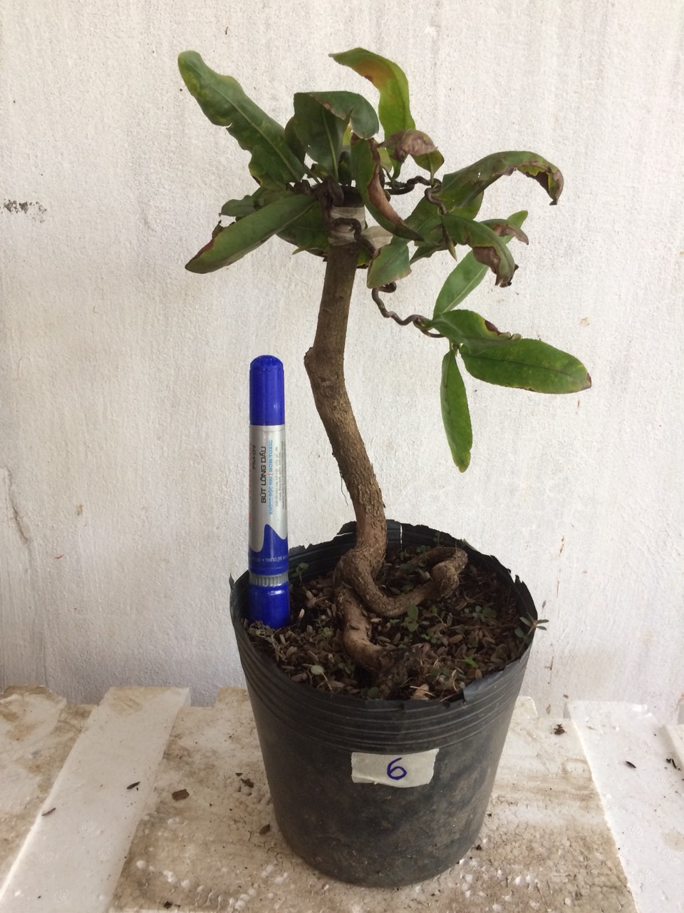 Mai Giảo tự xoắn