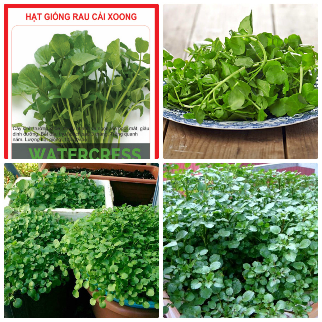 Bộ 3 gói Hạt giống rau xà lách xoong - Tặng gói phân bón