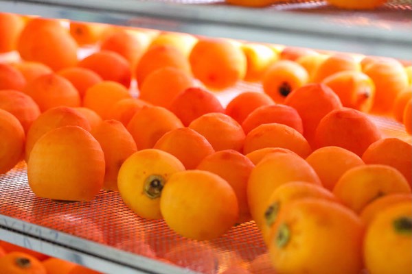 Hồng treo gió Cầu Đất - Đà Lạt