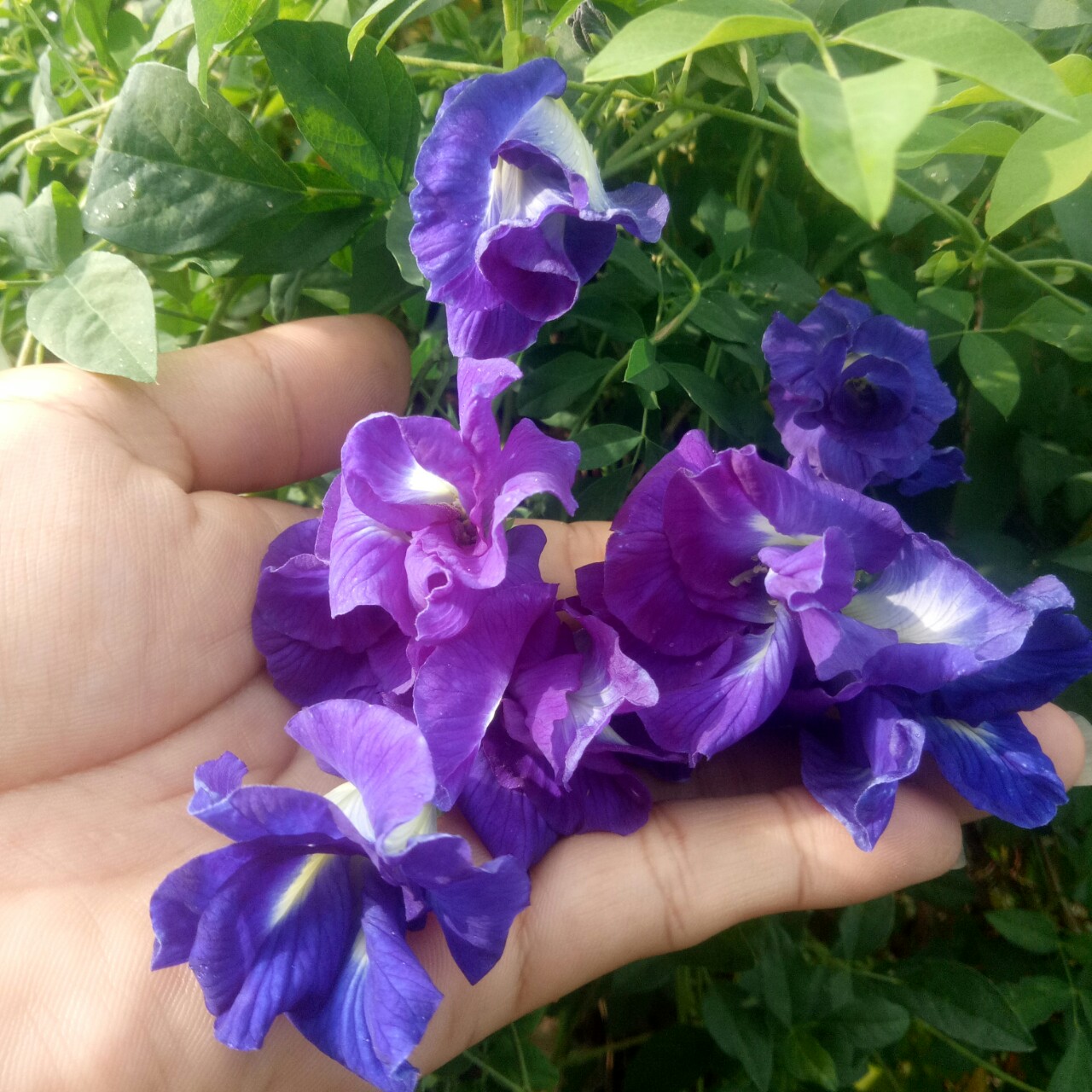HẠT GIỐNG HOA ĐẬU BIẾC NHIỀU CÁNH ( GÓI 20 HẠT)