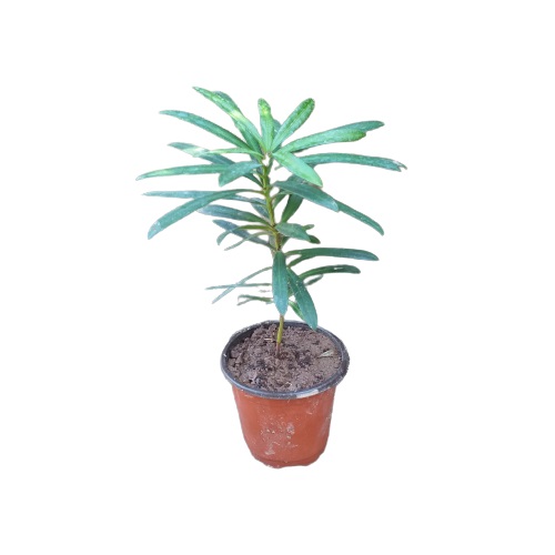Cây giống Tùng la hán (Thông la hán hay cây vạn niên tùng)