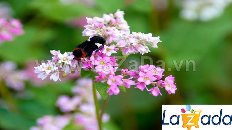 10Gr Hạt Giống Hoa Tam Giác Mạch (C4.401| -KD: B1*W63)