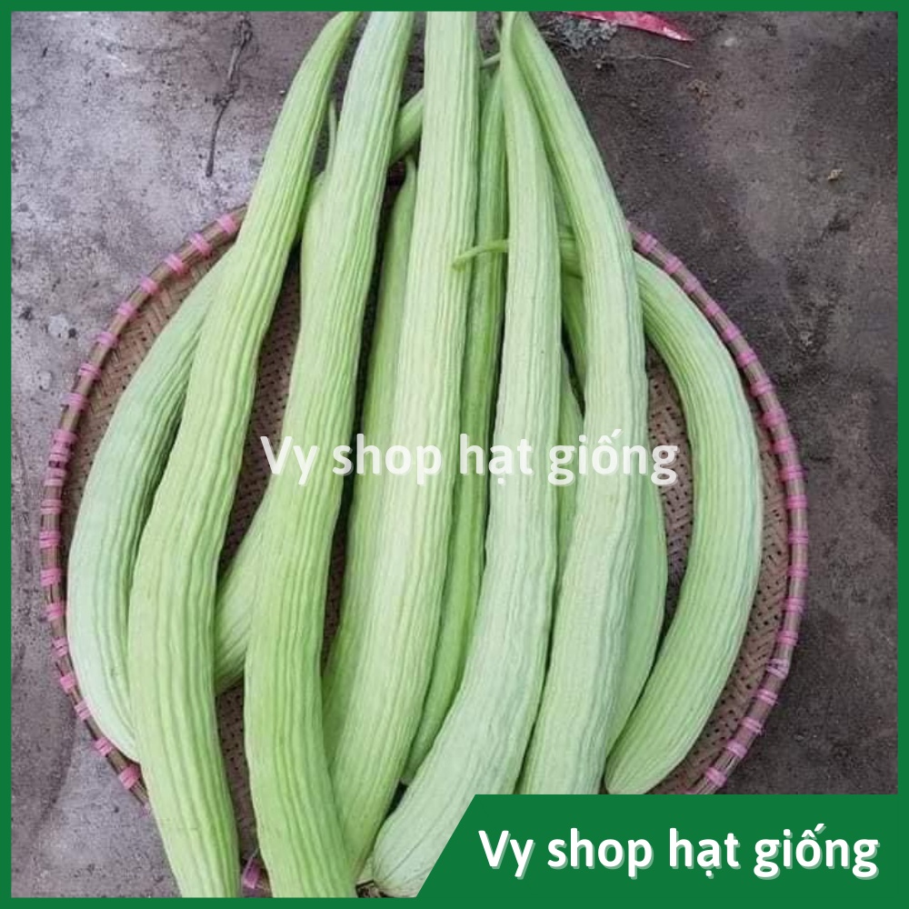 Hạt giống dưa chuột rắn (dưa leo) Thái Lan gói 30 hạt