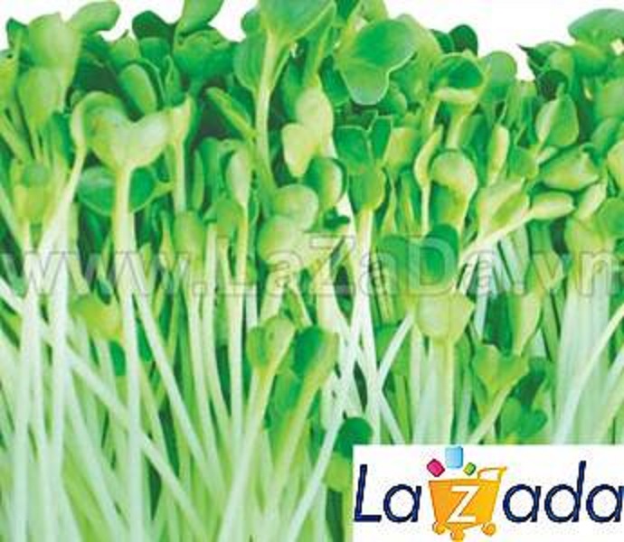 1KG Hạt Giống Rau Mầm Cải Thìa (| W12*W63)