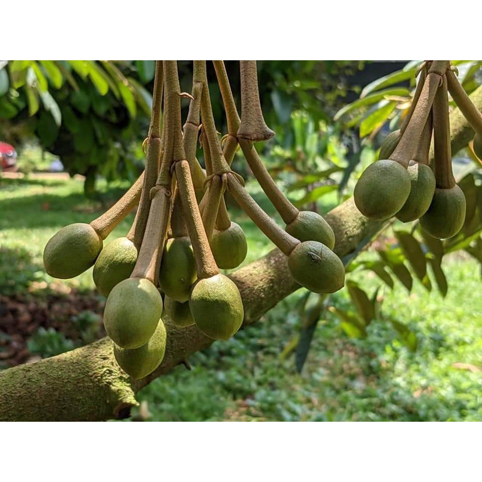 cây giống sầu riêng ruột đỏ siêu sớm (malaysia) (chuyên cây giống )