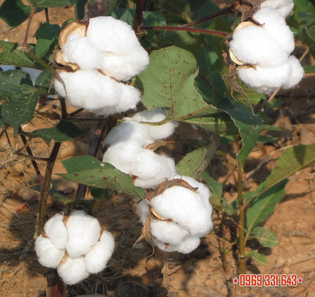 Khăn vải hấp bánh bao, màn thầu, sủi cảo (Lót và phủ bánh) - Khăn hấp đậu, hấp xôi