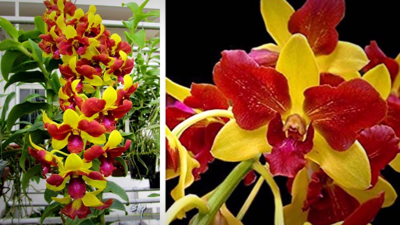 [Giá hủy diệt] Hoa Lan đột biến Dendro Denro Vàng Lưỡi Đỏ hàng giống