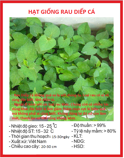 Hạt giống rau diếp cá - 1 gói 50 hạt