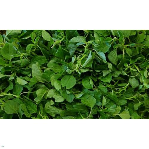 Hạt giống dền vàng, dền cơm - gói 10 gram