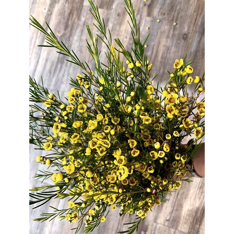 cây thanh liễu giống, cây hoa đẹp, dễ trồng dễ thuần giá rẻ chỉ 79k hàng đẹp cây chất