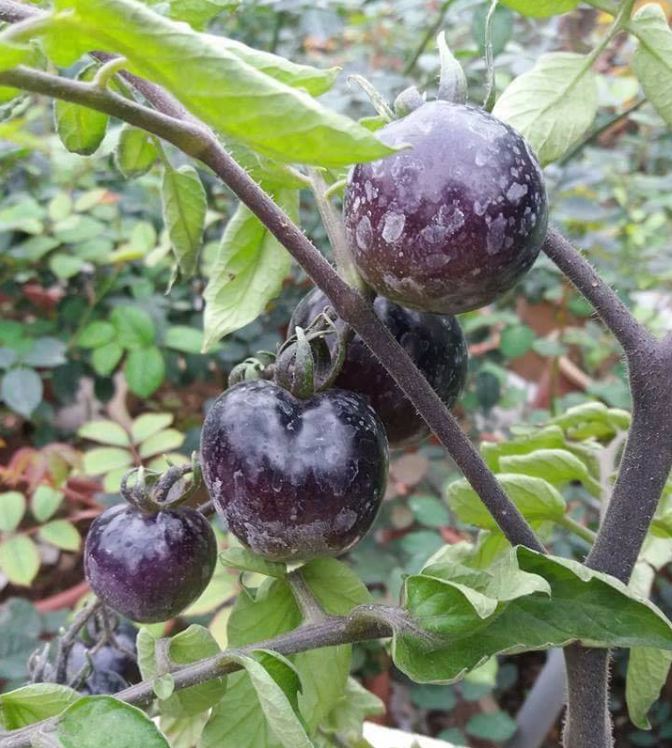 American Black Tomato Seeds 10 Seeds/Pack (Free Stimulation Package to Support Seed Germination)