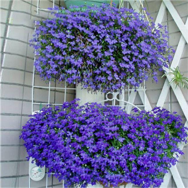 [SP Mới Về] - Combo 3 gói Hạt giống hoa lobelia mix (thúy điệp)