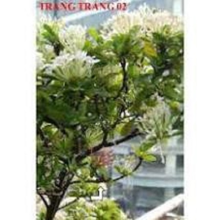Hoa mẫu đơn trắng, đơn ta, hoa rất thơm, gửi đi nguyên bầu cây lớn đang nụ hoặc sắp nụ