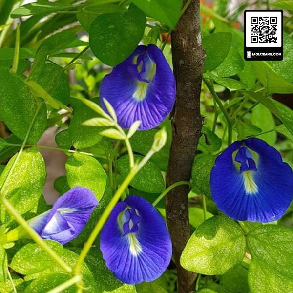 Hạt giống hoa đậu biếc đơn