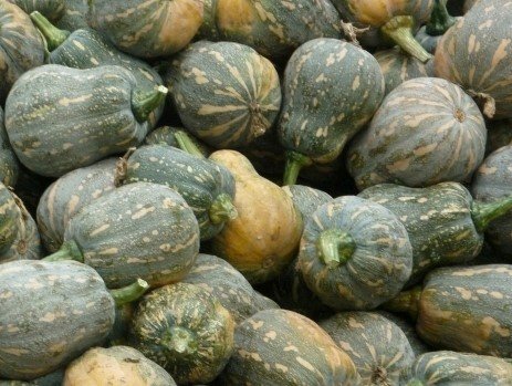 Hạt Giống Bí Đỏ ( Bí Ngô )