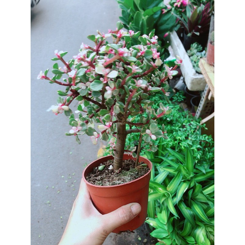 [HCM]Cây Cành Vàng Lá Ngọc 1 Thân