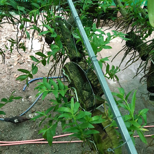 Phong lan Hoàng thảo vôi